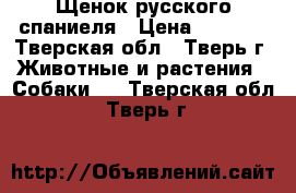 Щенок русского спаниеля › Цена ­ 5 000 - Тверская обл., Тверь г. Животные и растения » Собаки   . Тверская обл.,Тверь г.